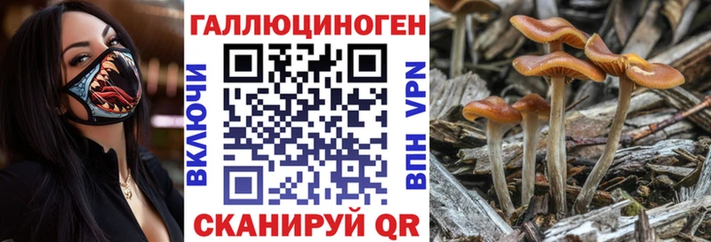 Галлюциногенные грибы Psilocybe Пучеж